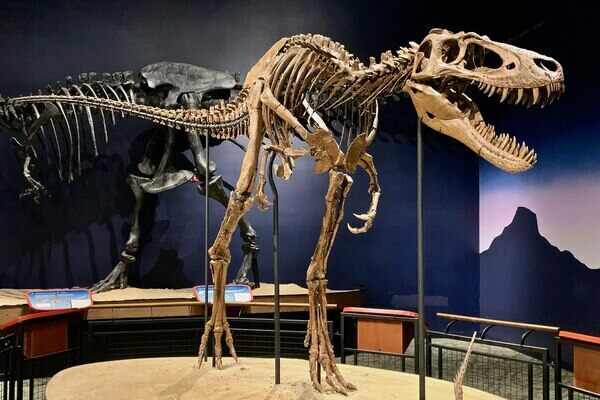 Skeletal mount of “Jane,” the holotype of Nanotyrannus lethaeus, on display at the Burpee Museum of Natural History in Rockford, Illinois.
